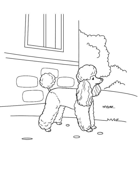 Пудель из мультика