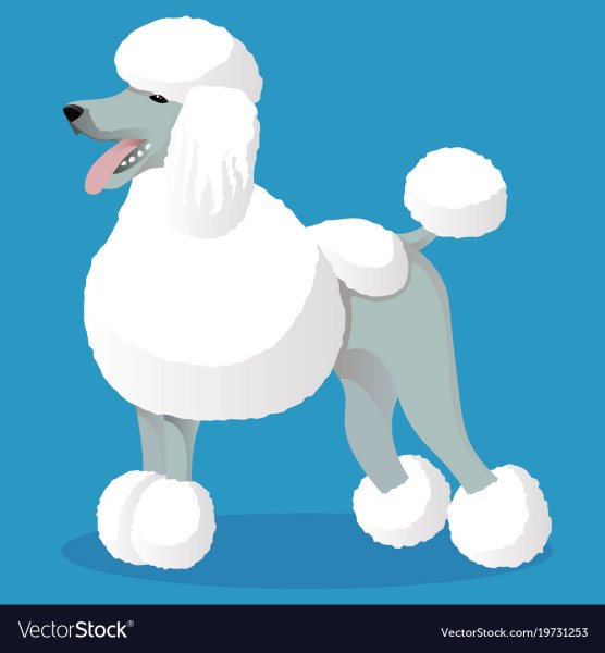 Белый пудель Куприн раскраска