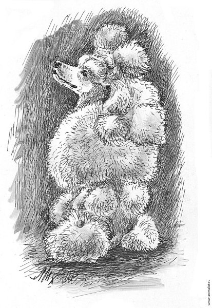 Раскраски по рассказу Куприна белый пудель