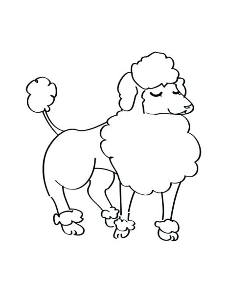 Белый пудель Куприн рисунок