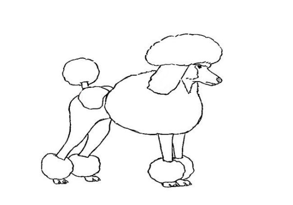 Белый пудель Куприн раскраска