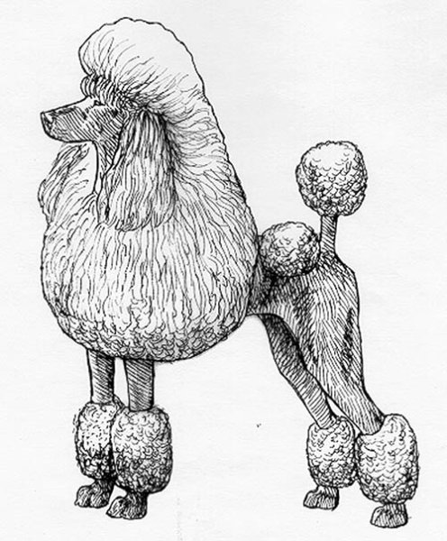 Раскраски карликовый пудель