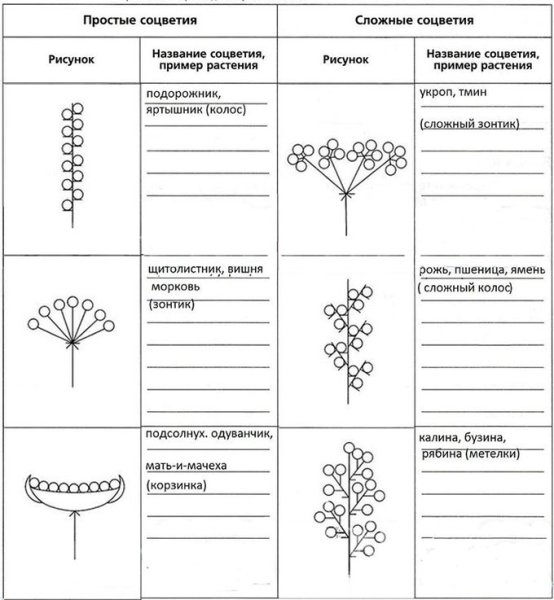 Схема соцветий 6 класс таблица