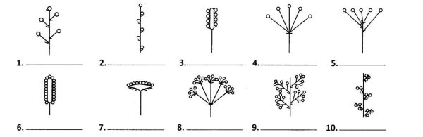 Соцветие мутовка схема