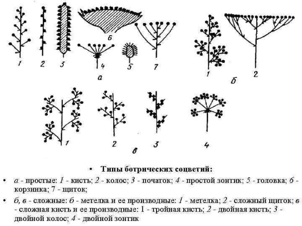 Ботрические и цимозные соцветия