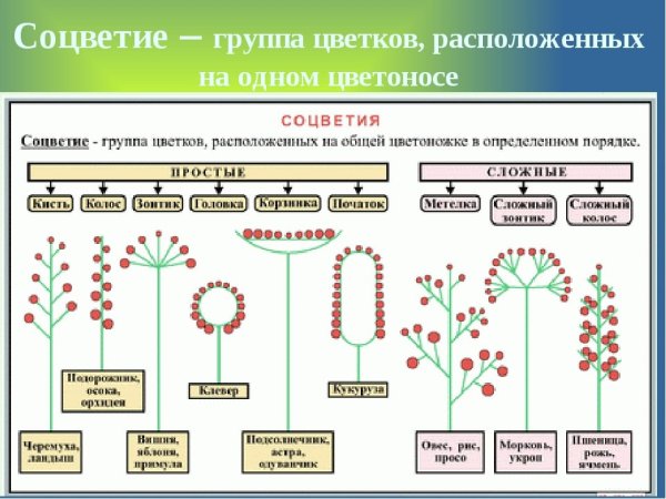 Таблица по биологии 6 класс типы соцветий