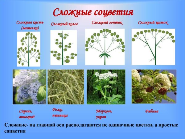 Щитковидная метелка соцветие