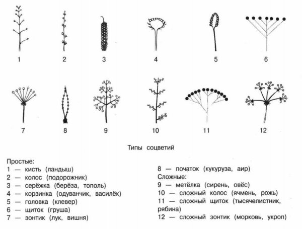 Соцветие кистевидная корзинка