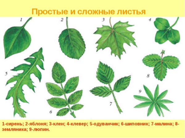 Листовая пластина яблони