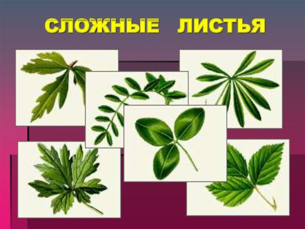 Простые листья