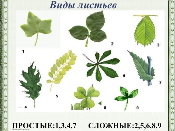 Простые и сложные листья