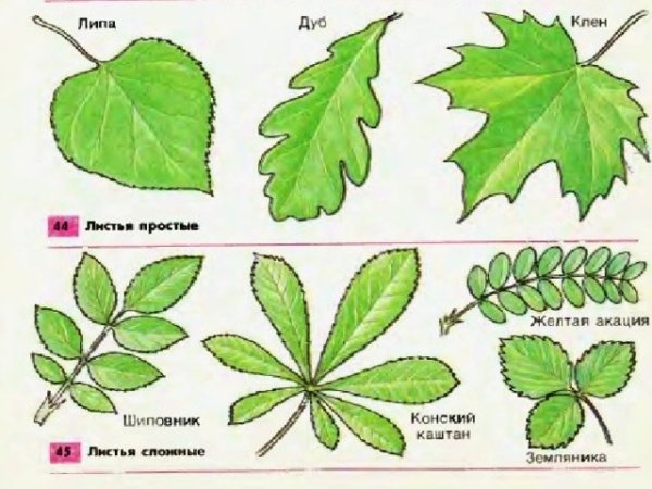 Простые и сложные листья растений