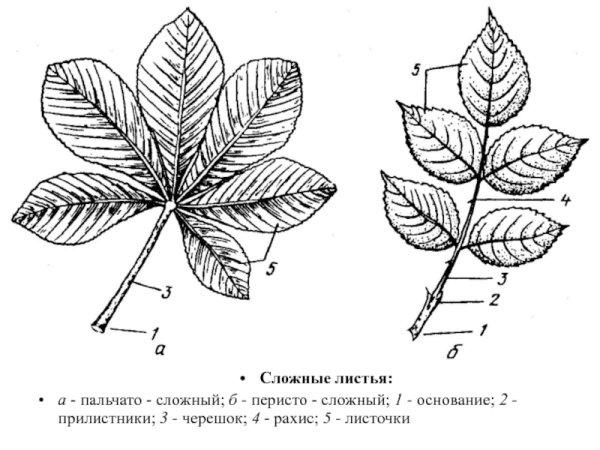 Тип листовой пластинки у шиповника