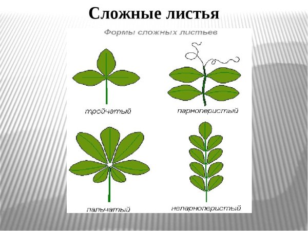 Простые и сложные листья растений