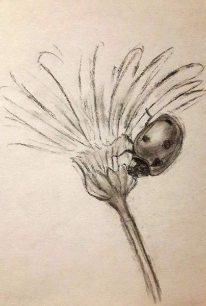 Рисование угольным карандашом для начинающих