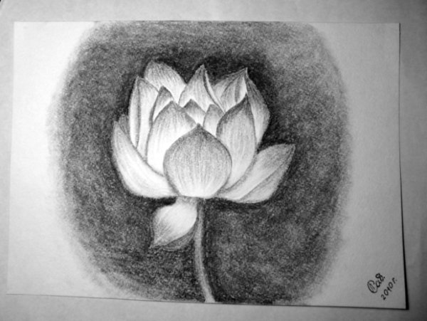 Цветы углем для начинающих
