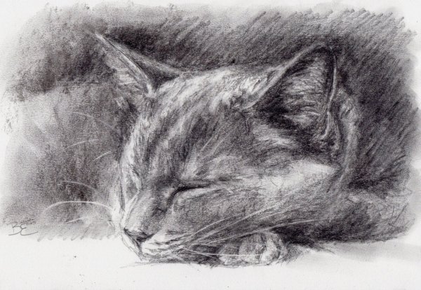 Рисование кошки углем