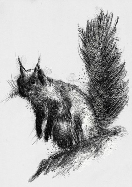 Животные углем