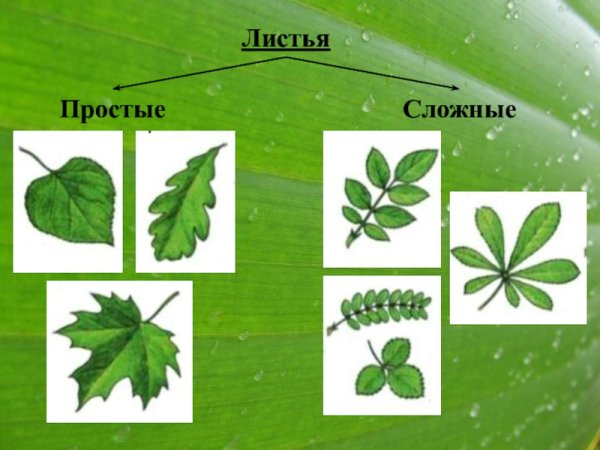 Строение листа простые и сложные листья