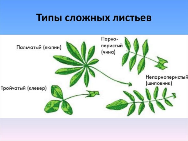 Лист клевера листорасположение