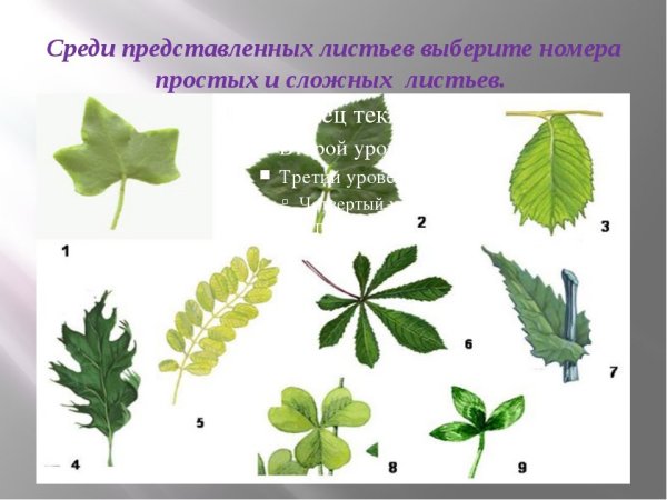 Простые и сложные листья биология 7 класс