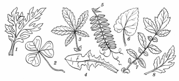 Трехрядное расположение листьев