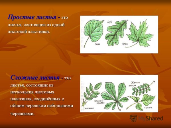 Простые и сложные листовые пластинки