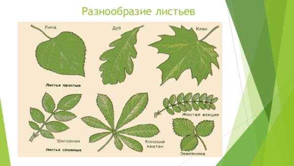Разнообразие сложных листьев