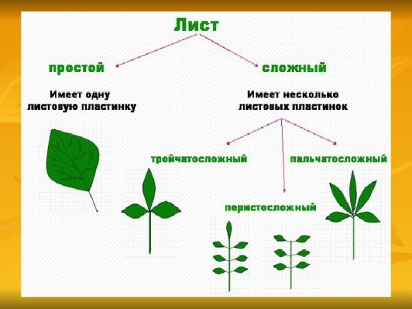 Схема классификации листьев 6 класс