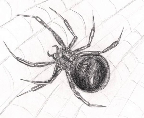 Паук рисунок