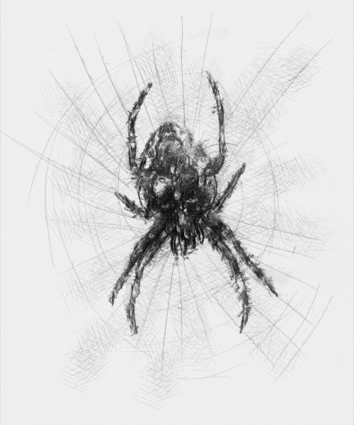 Туловище паука рисунок