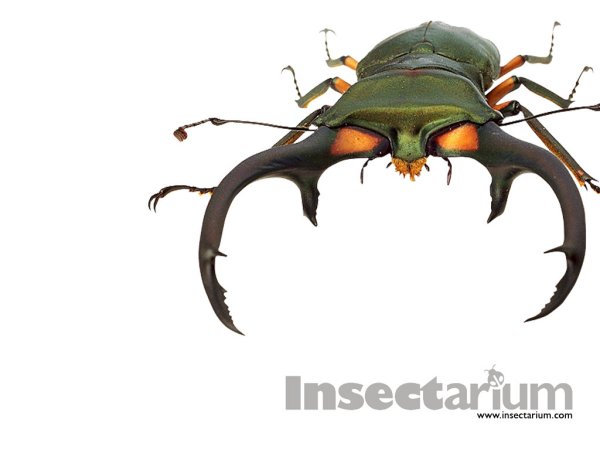 Злой Жук картинка