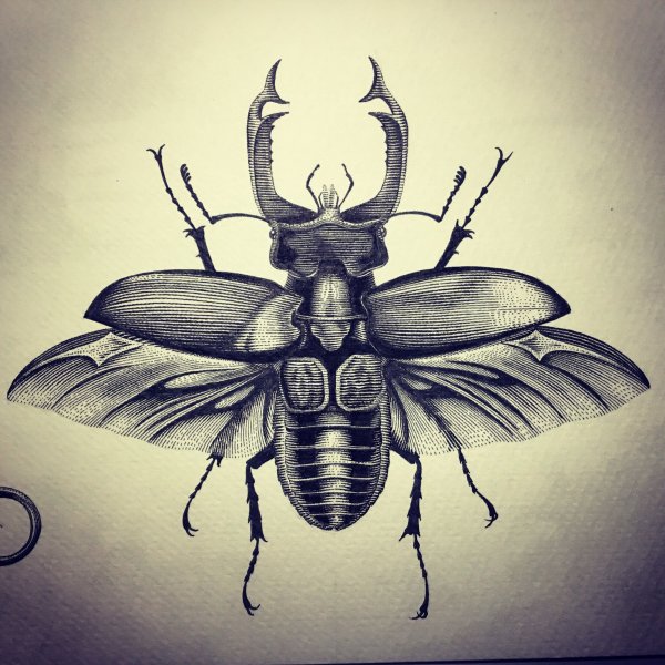 Жуки скарабеи Майский Жук