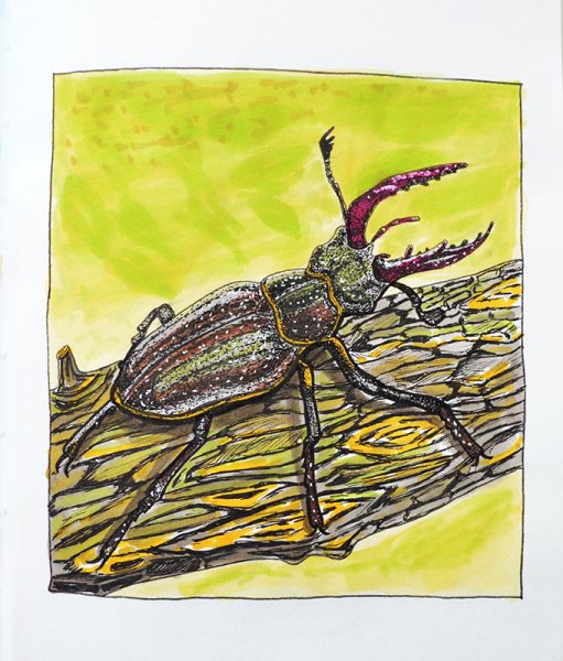 Жук короед Рогач