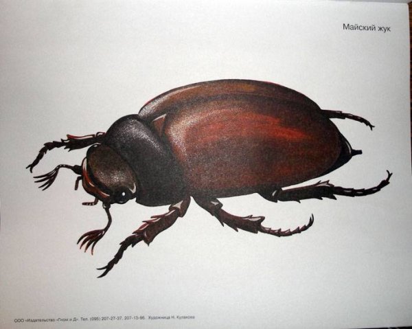 Иллюстрация про золотого жука рисунок