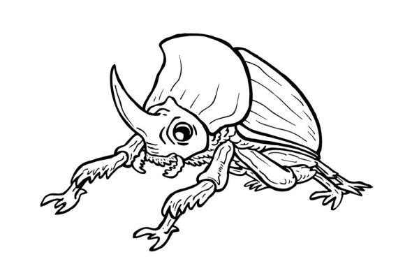 Жук могильщик зарисовки