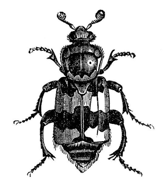 Прикольные жуки