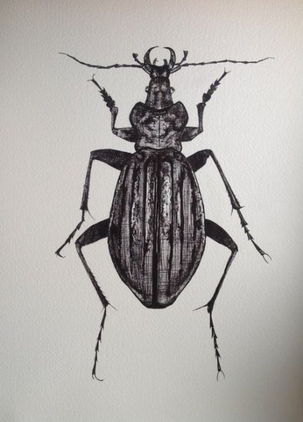 Жук Векторная Графика