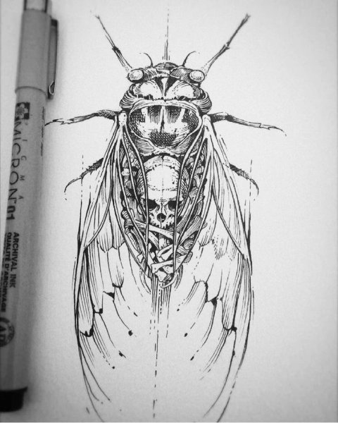 Раскраска насекомые паук