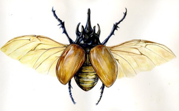 Жуков скарабей рисунок легко за 2 сек