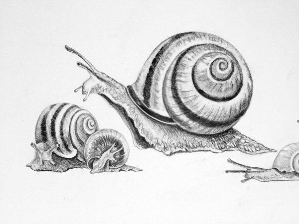 Дом в виде улитки карандашом