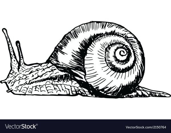 Строение брадибена Вайриха