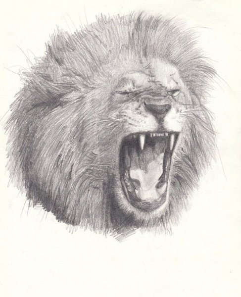 Эскиз Льва с открытой пастью