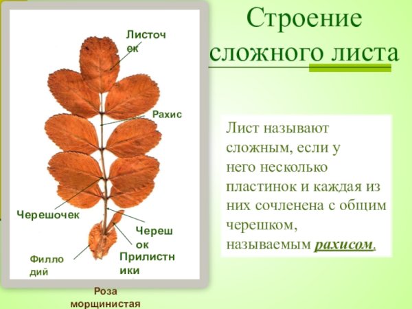 Характеристики биологии о листе рябины