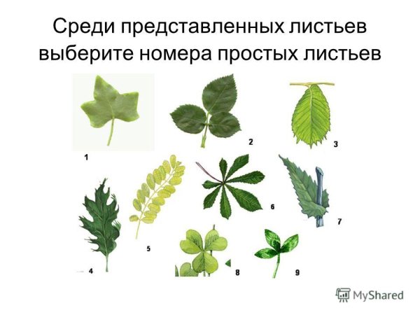 Жилкование листа акации