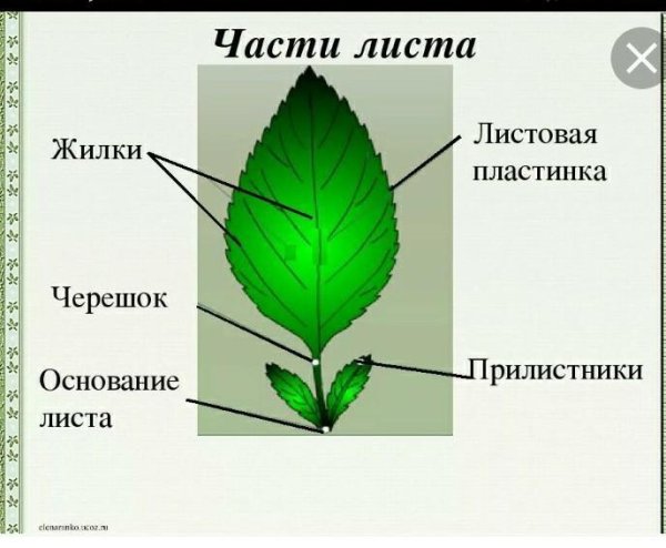 Жилкование листьев шиповника