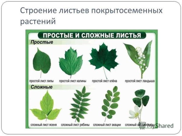 Листья основание листа черешок листовая пластинка прилистники
