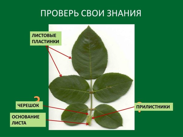 Прилистники черешок основание листа