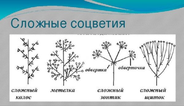 Моноподиальные соцветия