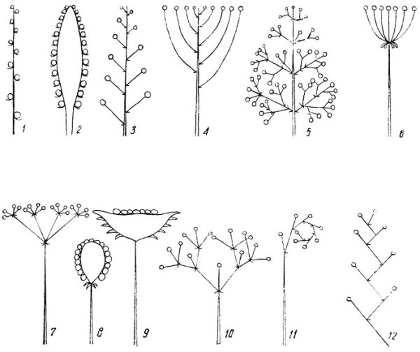Колосовидная метелка